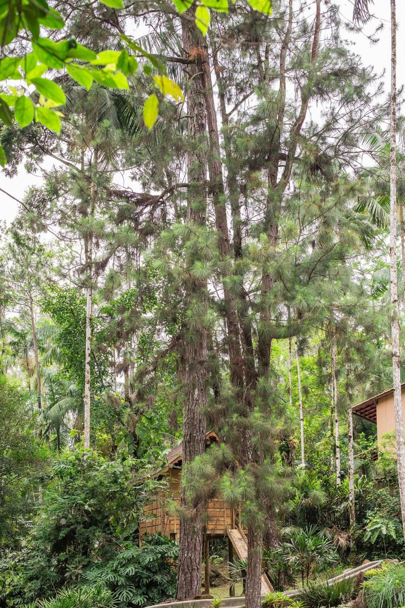 Dingo - Refugio Romantico Em Meio A Natureza Penedo  Exterior foto